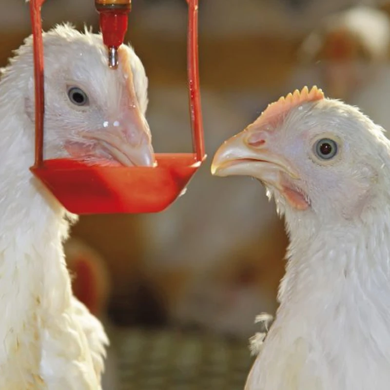 dos pollos bebiendo agua con mentaina